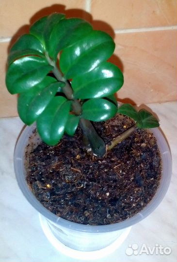 Замиокулькас Зензи Жук