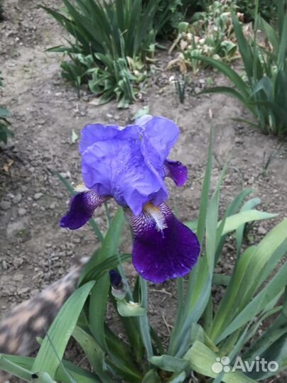 Ирис