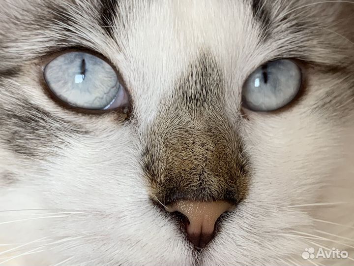 Кот на вязку шотландский вислоухий