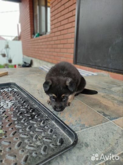 Щенки немецкой овчарки