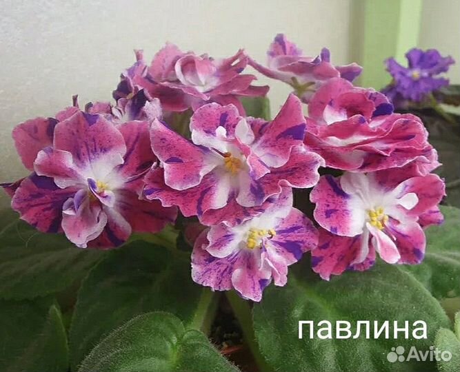 Сортовые фиалки (взрослые фиалки, детки, ук.листы)