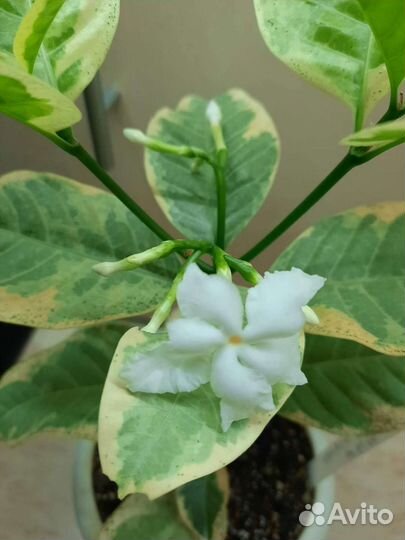 Табернемонтана