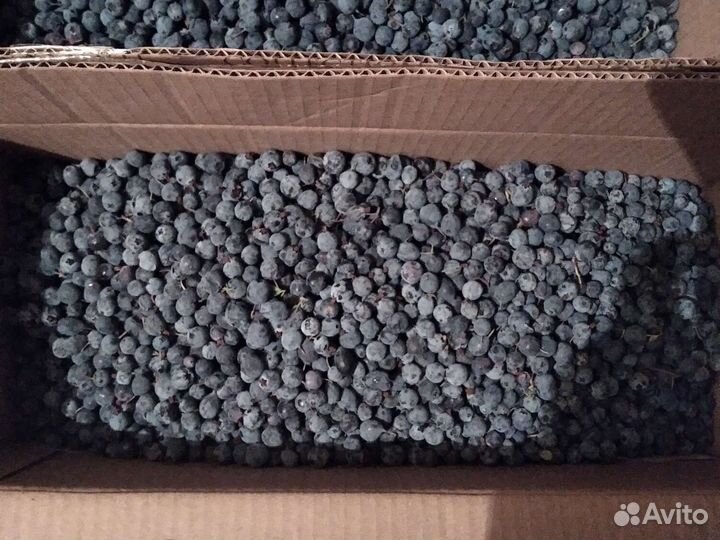 Голубика, черника