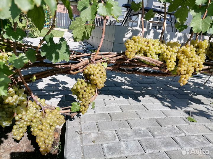 Саженцы винограда