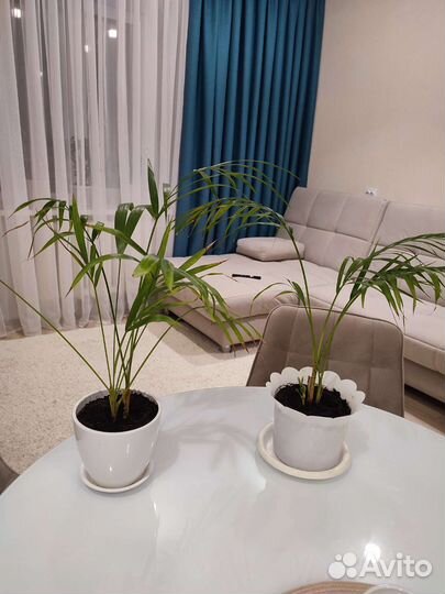 Хризолидокарпус