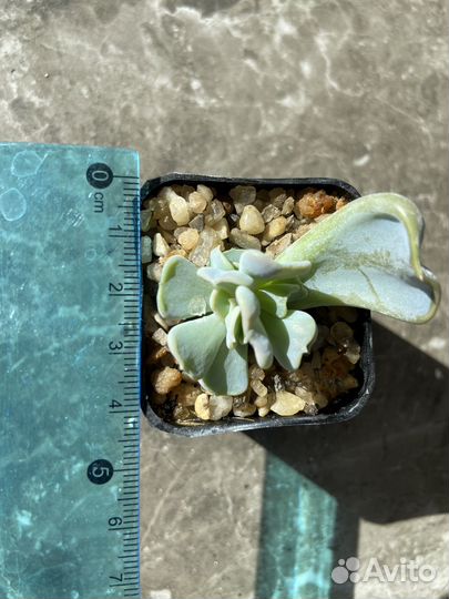 Суккуленты; эхеверии, крассулы