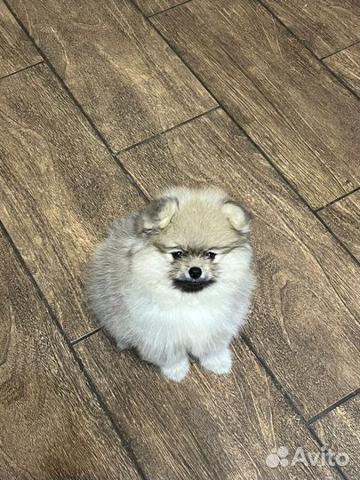 Померанский шпиц мини