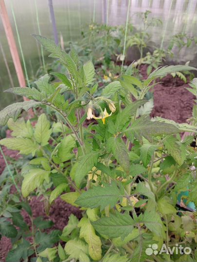 Рассада помидор