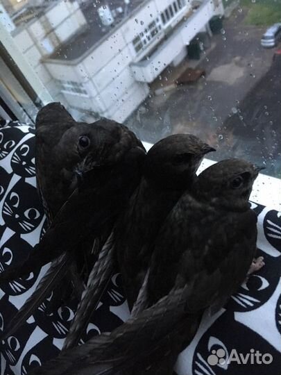 Передержка животных