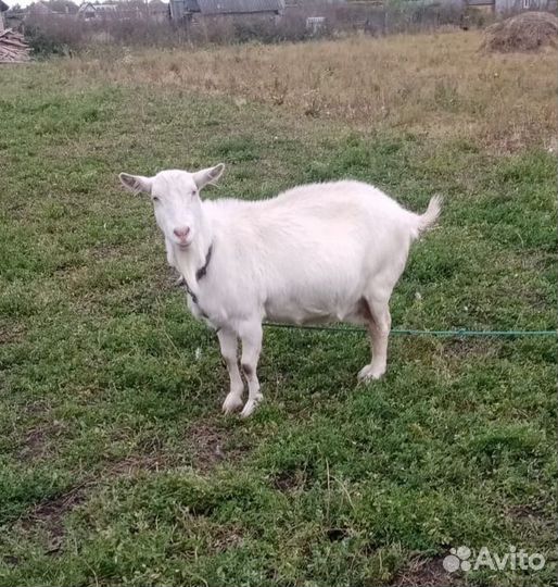 Коза и козёл