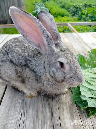 Кролики, мясо кролика