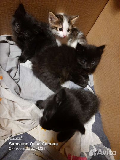 Котята девочки