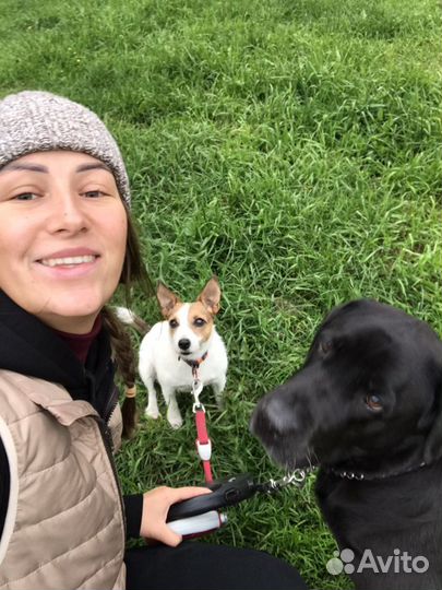 Передержка собак / выгул собак / зооняня