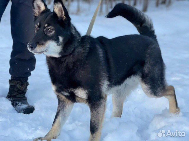 Собака Гретта в дар