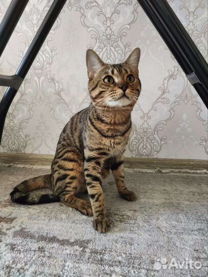 Бенгальский кот вязка, не продаю