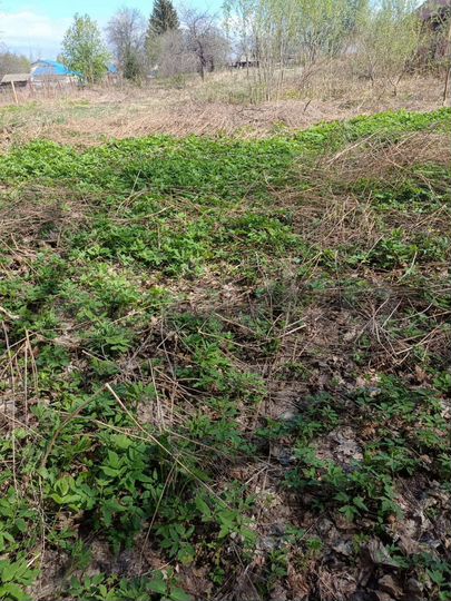 Участок 11 сот. (ИЖС)