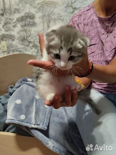 Вислоухий мальчик