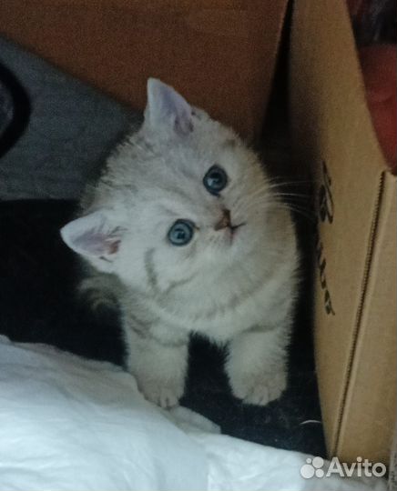 Британский котик