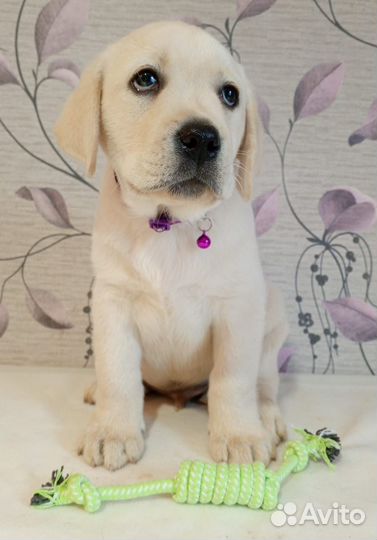 Щенки лабрадора