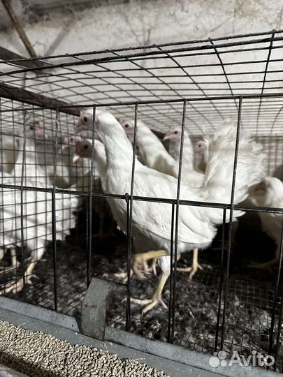 Несушки курочки Молодые 4 месяца