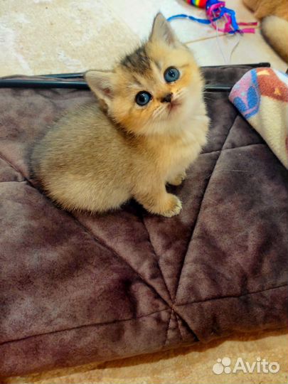 Кошка и котята
