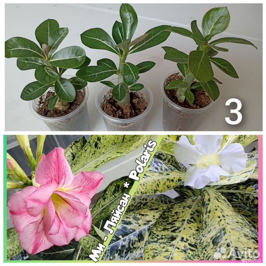 Сортовые адениумы