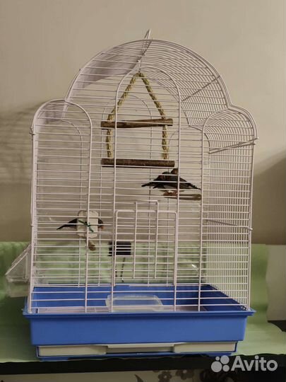 Амадины с клеткой