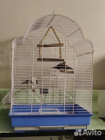 Амадины с клеткой