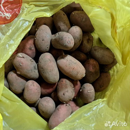 Картофель семенной