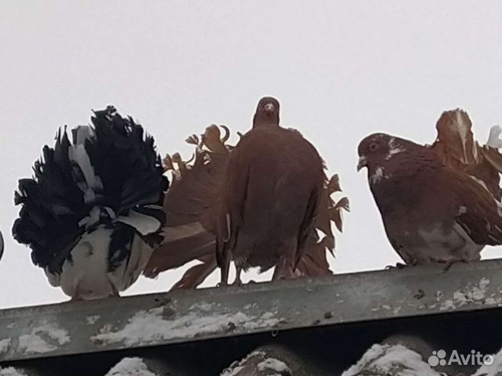 Голуби павлины