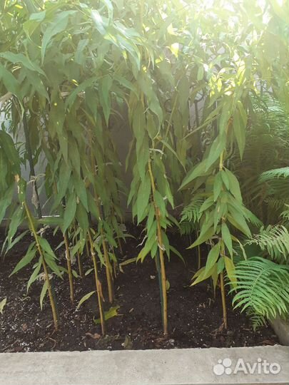 Саженцы персика