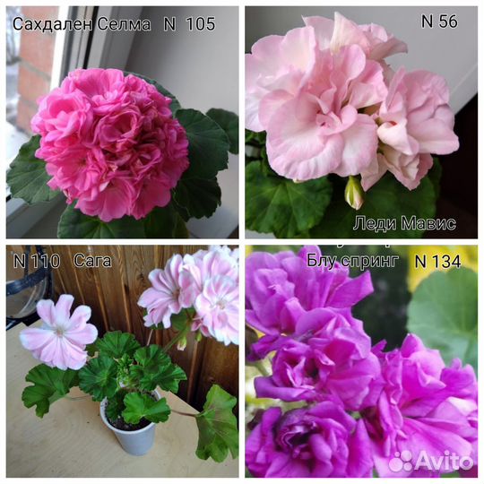 Герани пеларгонии