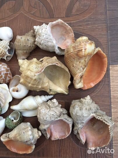 Ракушки