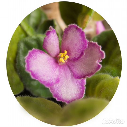 Цветущие сортовые фиалки