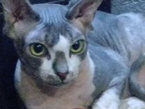 Сфинкс ласковый голый кот