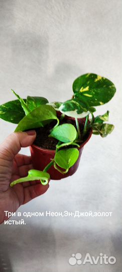 Сциндапсус (Эпипремнум) Укоренённые и на срез