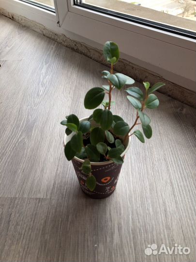 Цветы бесплатно