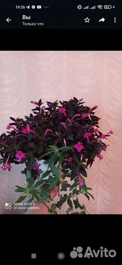 Руэллия, плектрантус (комнатная мята)