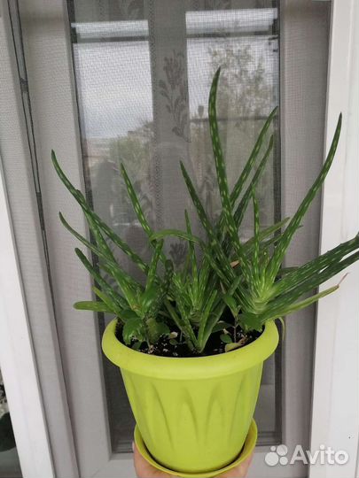 Алоэ вера и калонхое