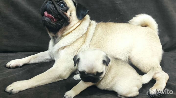 Мопс девочка