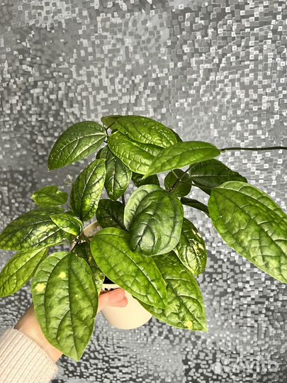 Комнатные цветы-клеродендрум томсони