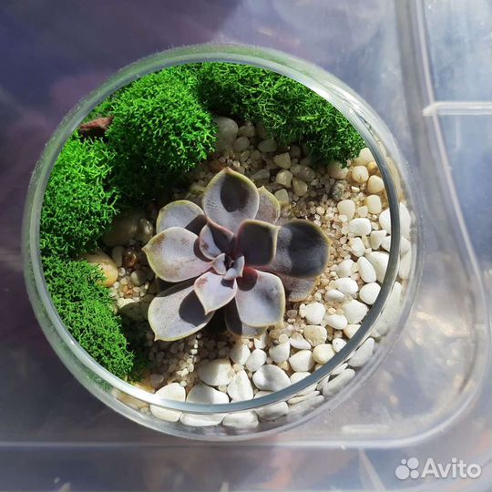 Флорариум мини с суккулентами на заказ