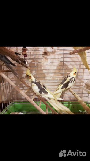 Птенцы Кореллы ручные