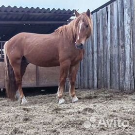 Купить лошадь в Тюменской области, жеребцов, кобыл на конном заводе, фото, цены