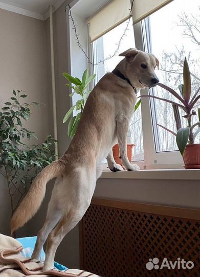 Собака в добрые руки