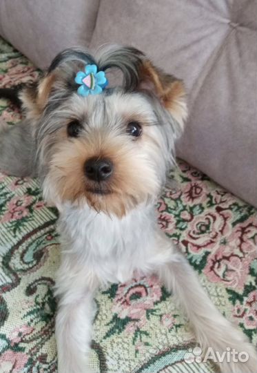 Йоркширский терьер