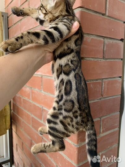 Бенгальские котята