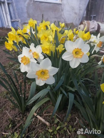 Луковицы нарциссов