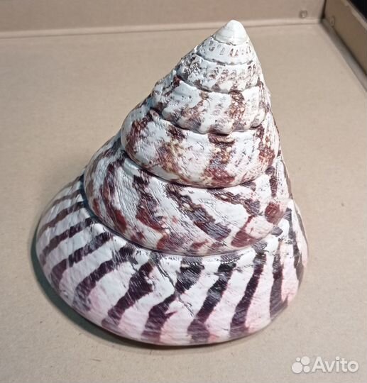 Трохус ракушка раковина крупная 12х12,5