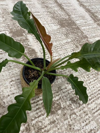 Сциндапсус и Филодендрон